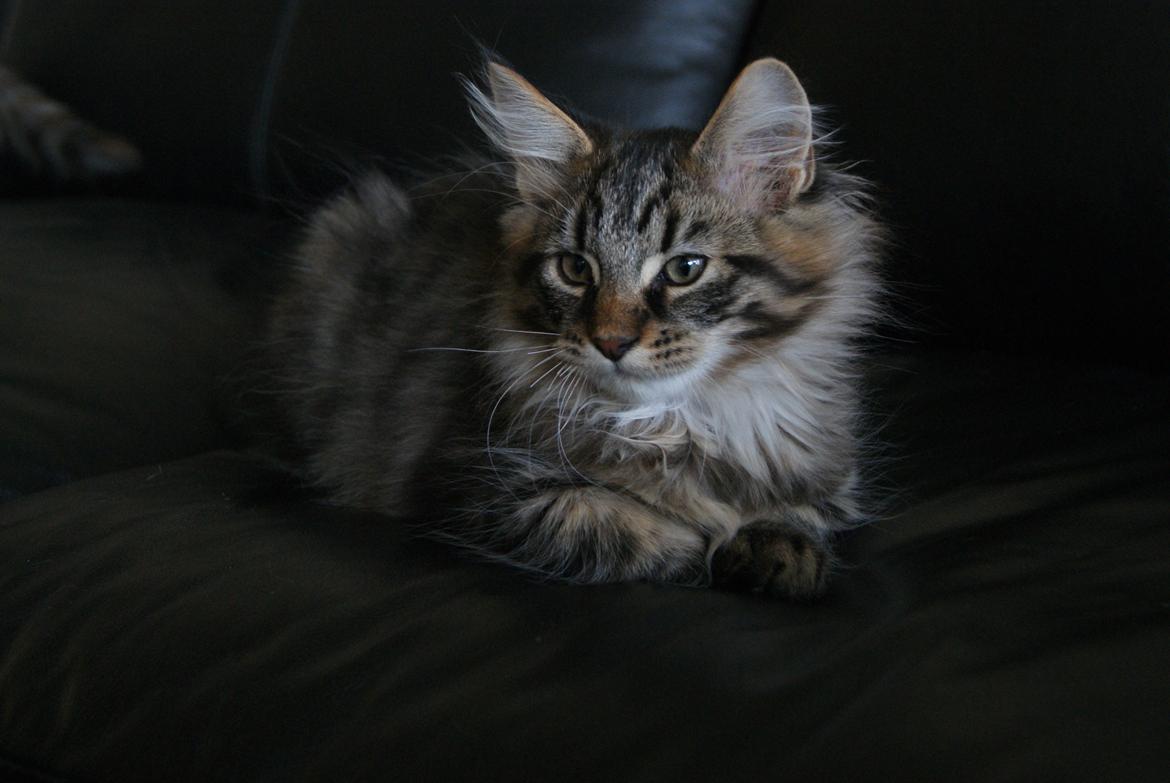 Maine Coon Sonja - 12 uger  billede 1