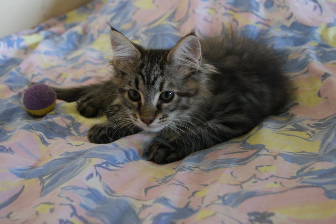 Maine Coon Sonja - 12 uger  billede 5