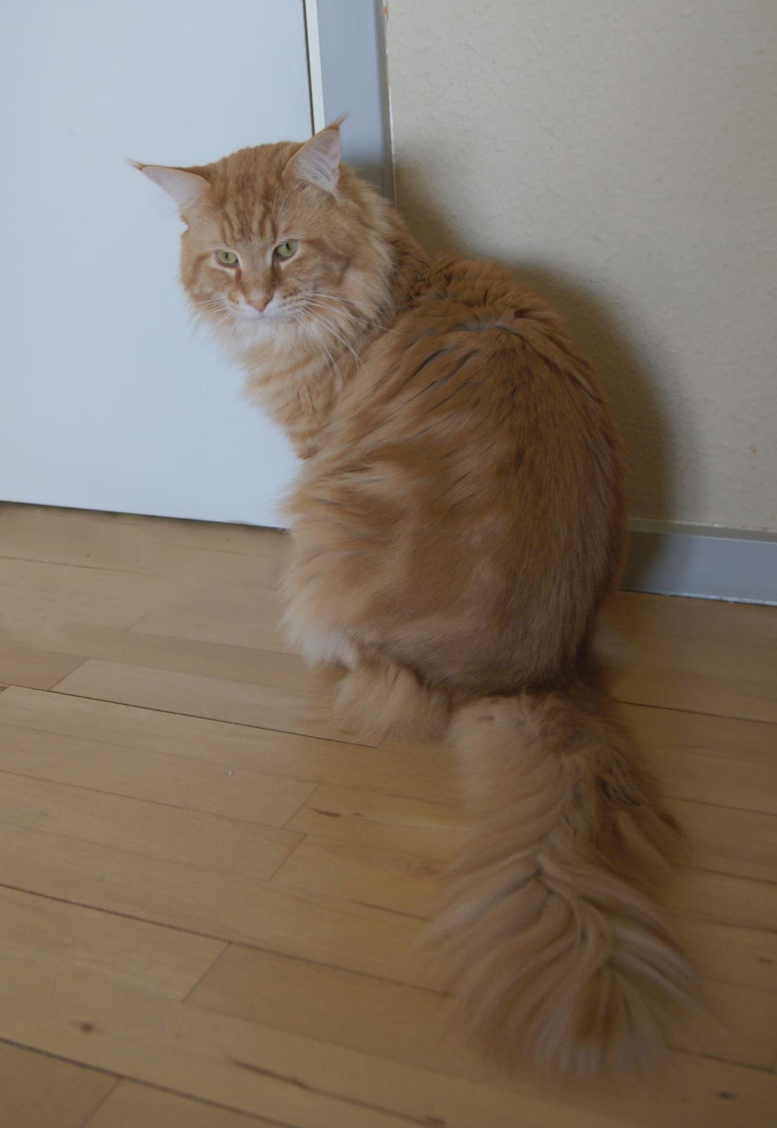 Maine Coon Elmer - 2 år og 9 mnd. 10.02.2016  billede 8