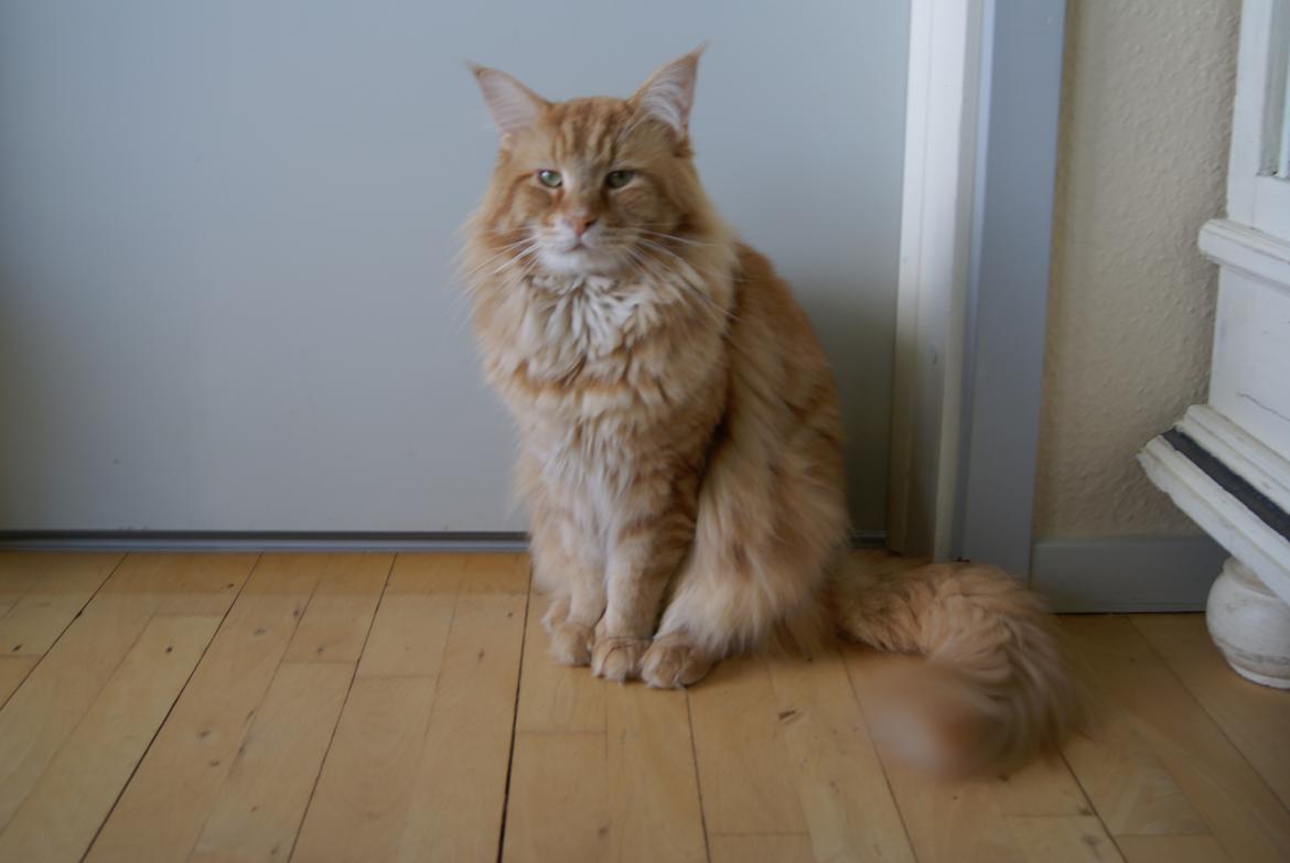 Maine Coon Elmer - 2 år og 9 mnd. 10.02.2016  billede 9