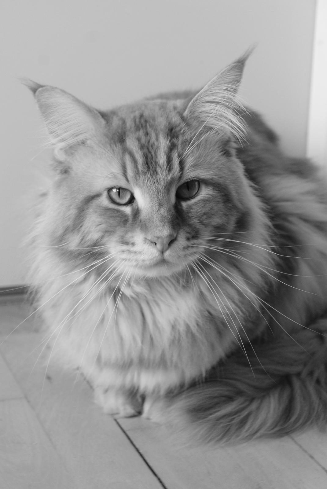 Maine Coon Elmer - 2 år og 9 mnd. 10.02.2016  billede 11