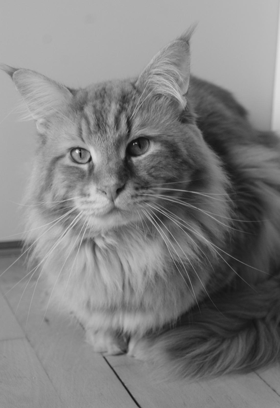 Maine Coon Elmer - 2 år og 9 mnd. 10.02.2016  billede 10