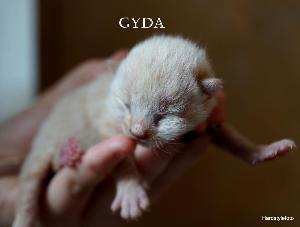 Huskat Gyda  billede 3