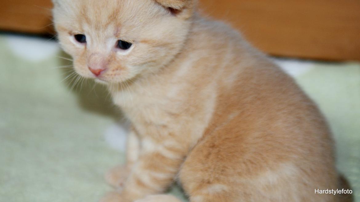 Huskat Gyda  billede 4