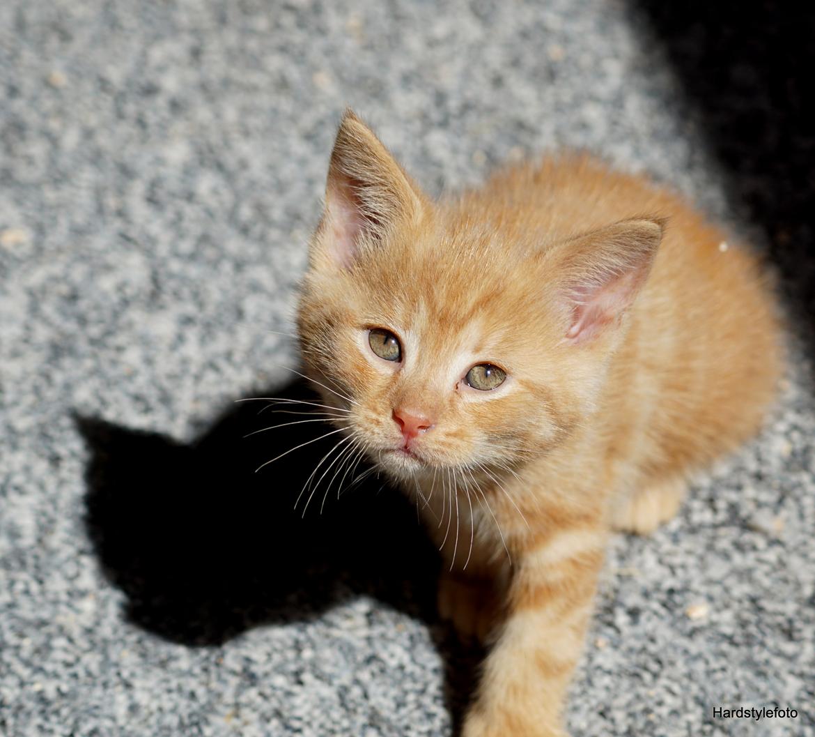 Huskat Gyda  billede 5