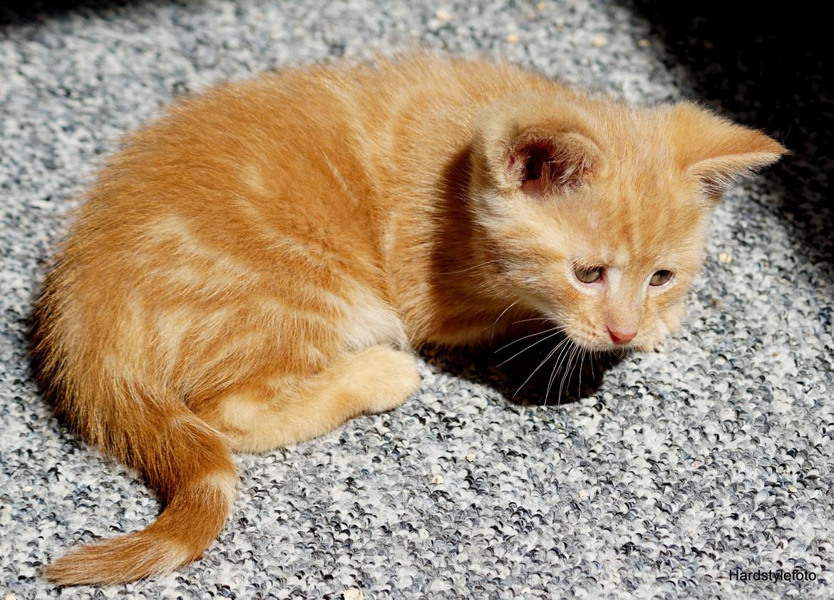 Huskat Gyda  billede 6