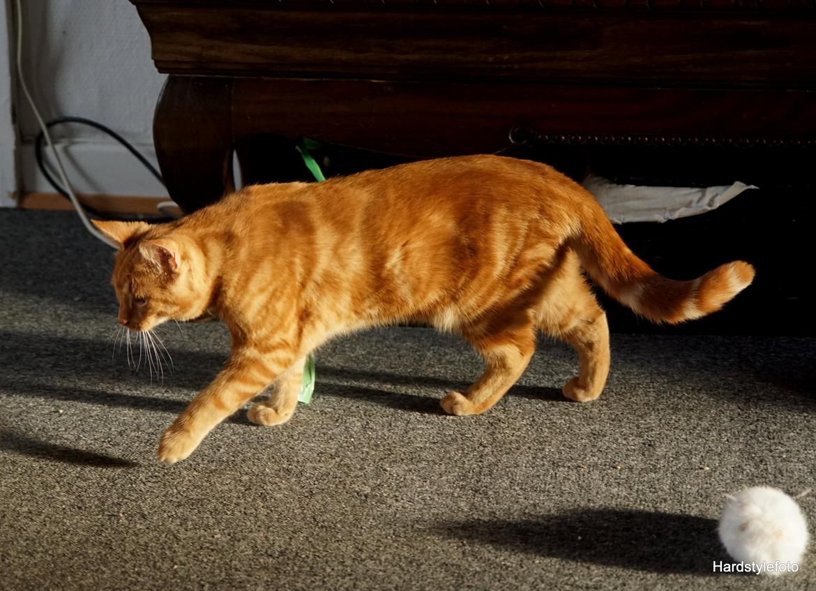 Huskat Gyda  billede 7