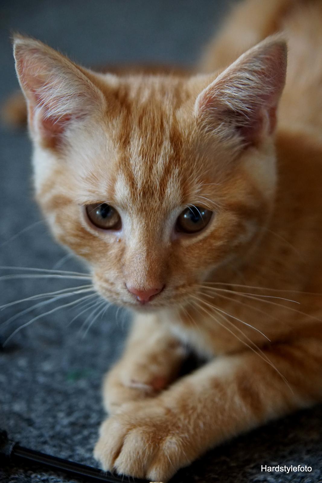 Huskat Gyda  billede 8