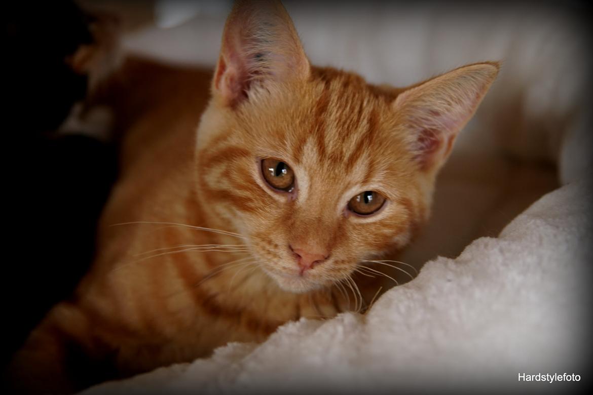 Huskat Gyda  billede 2