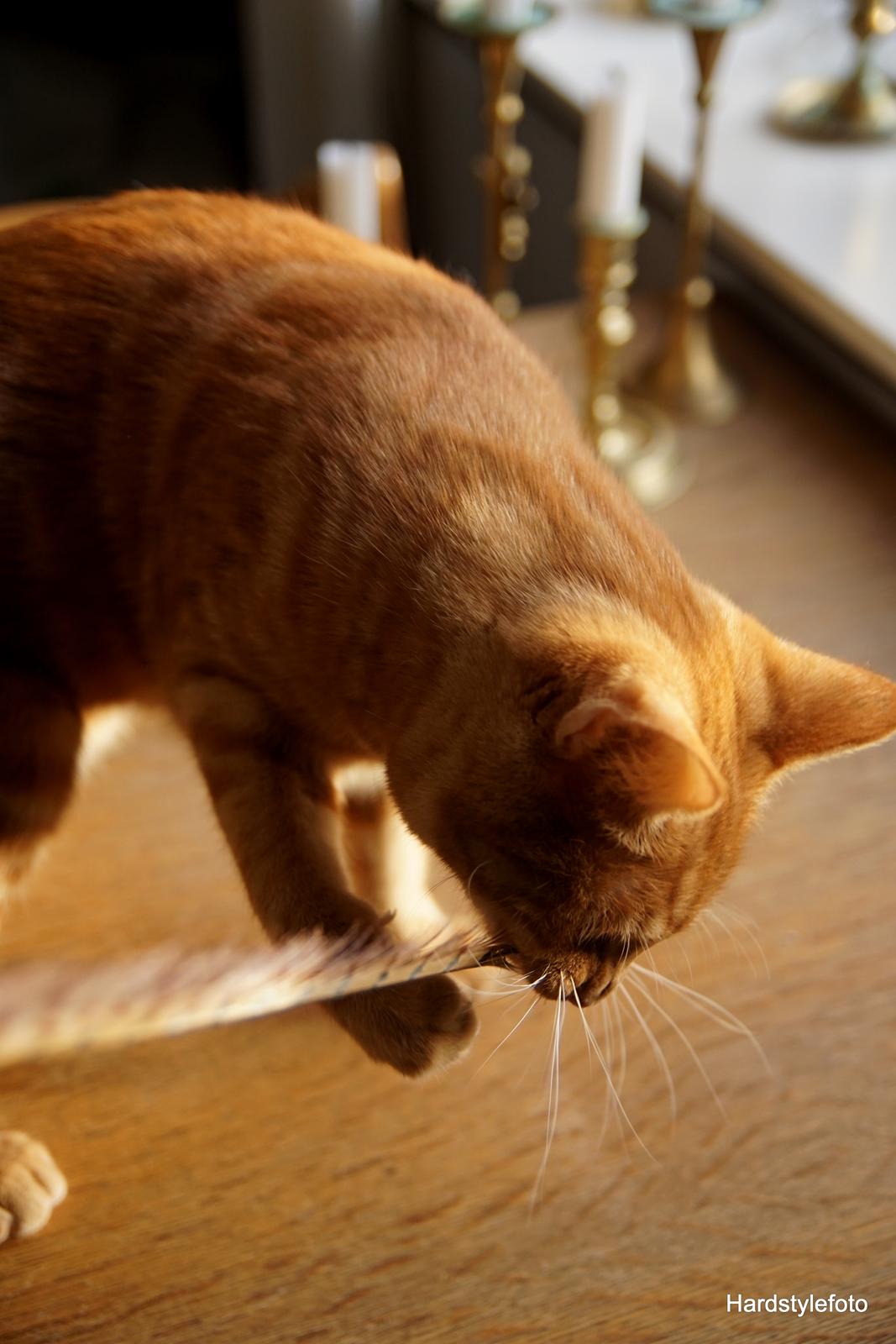 Huskat Gyda  billede 9