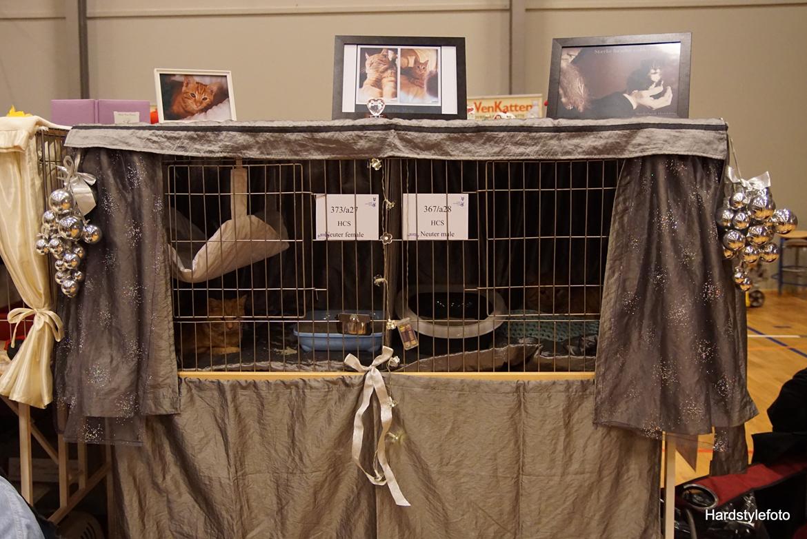 Huskat Gyda  billede 10