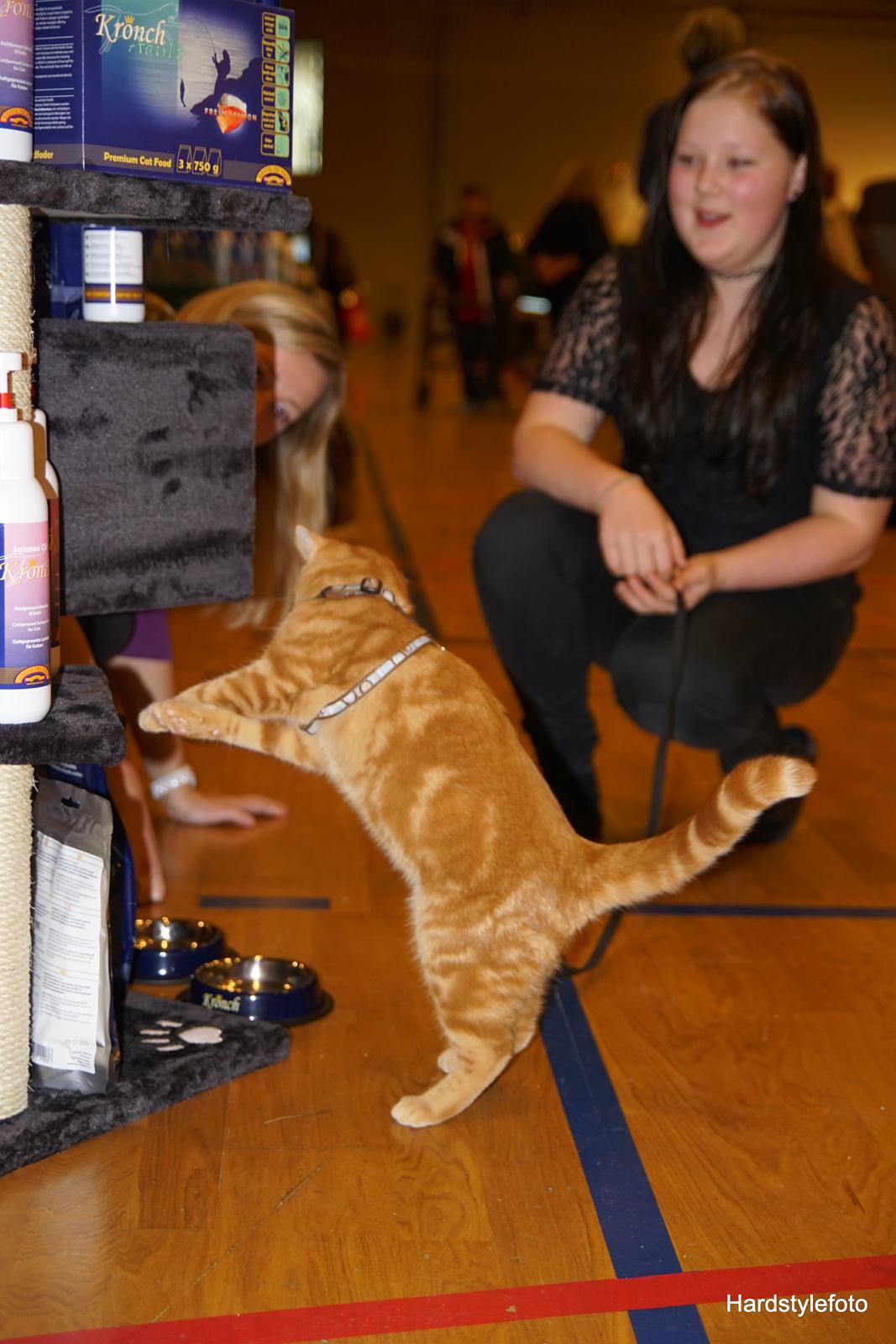 Huskat Gyda  billede 11