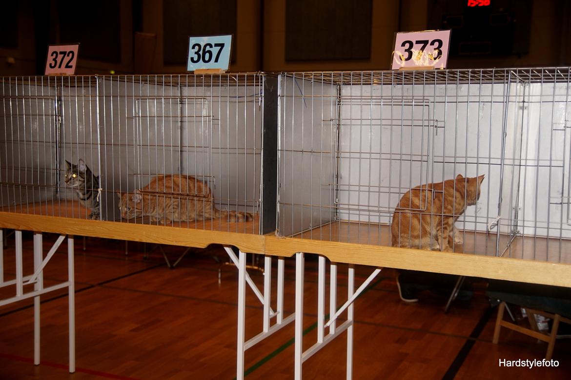 Huskat Gyda  billede 13