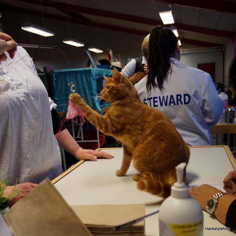 Huskat Gyda  billede 16