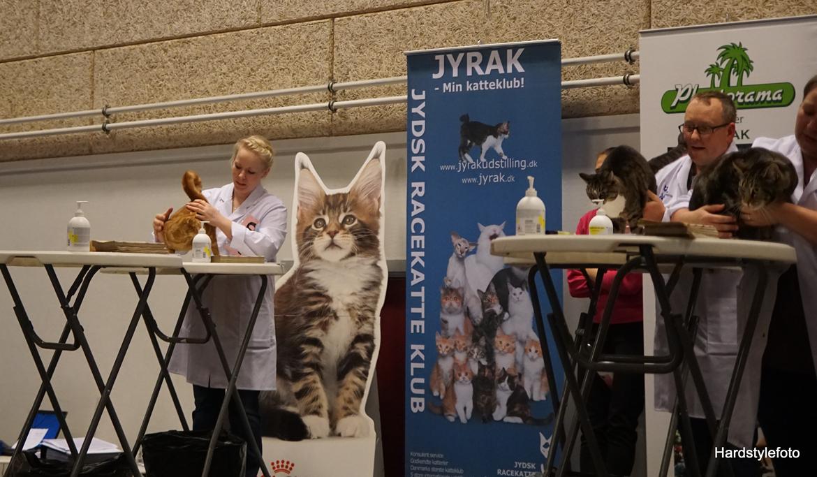 Huskat Gyda  billede 17