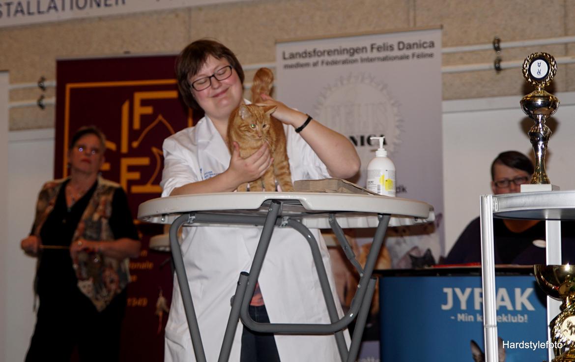 Huskat Gyda  billede 18