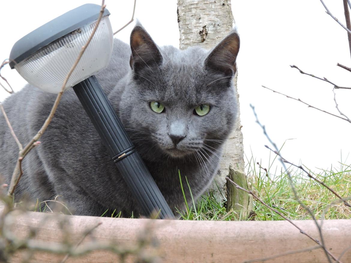Russian Blue Vinterberg billede 1