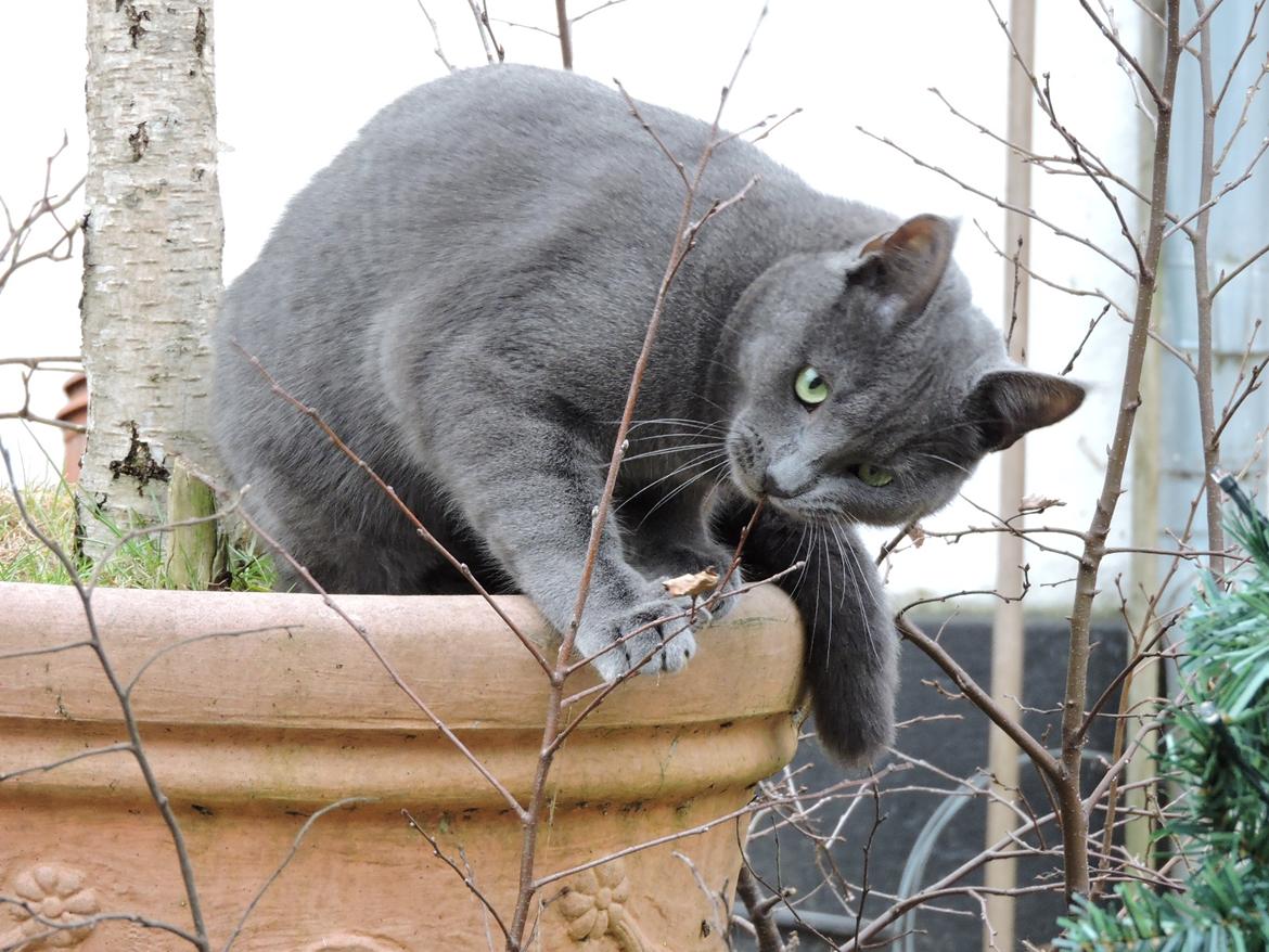 Russian Blue Vinterberg billede 21
