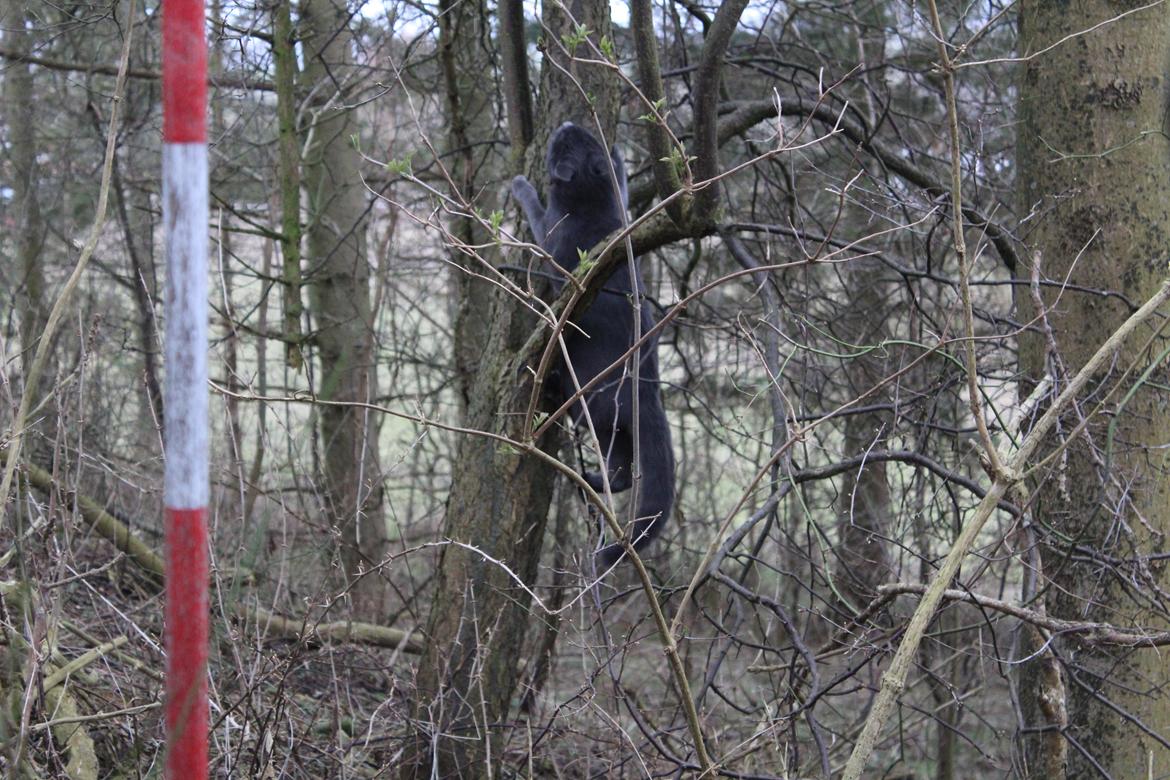Russian Blue Vinterberg billede 22