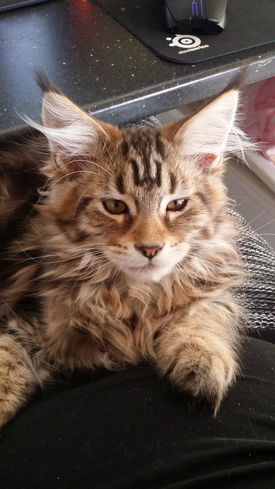 Maine Coon Cody billede 10