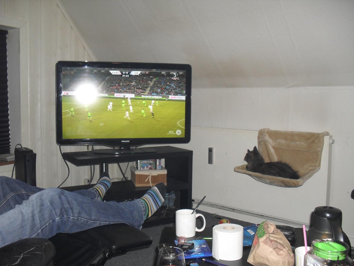 Maine Coon Kirby billede 26