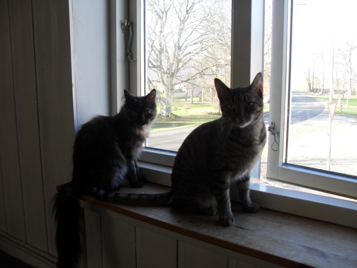 Maine Coon Kirby billede 46