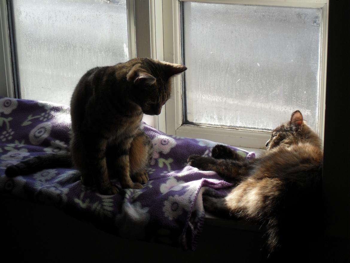 Huskat Nala - de hygger sig sammen mere  og mere !! billede 37
