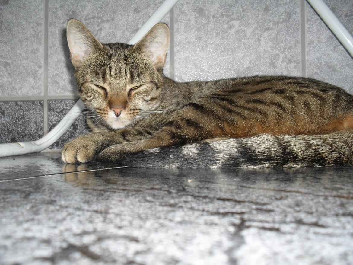 Huskat Nala billede 38