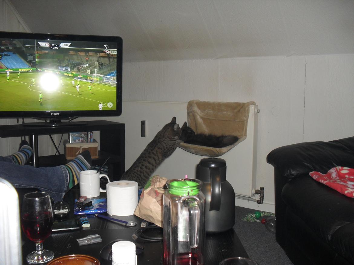 Huskat Nala - Et sjældent billede, men syntes det skulle vises, når hun nu endelig får lyst til at vaske Kirby!! billede 40