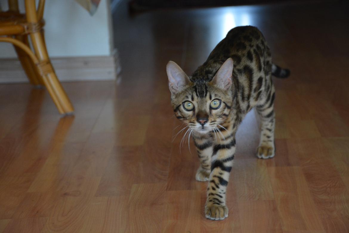 Bengal Bobbi billede 12