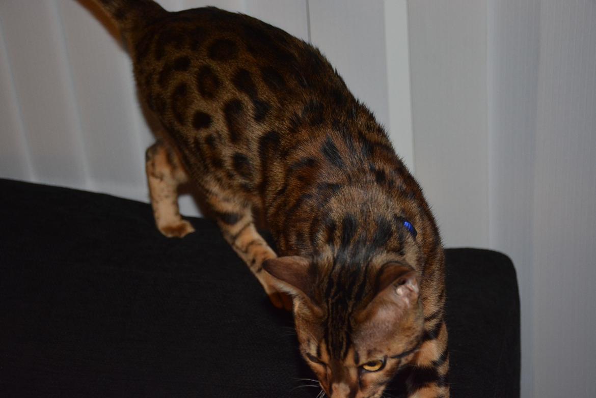 Bengal Bobbi billede 13