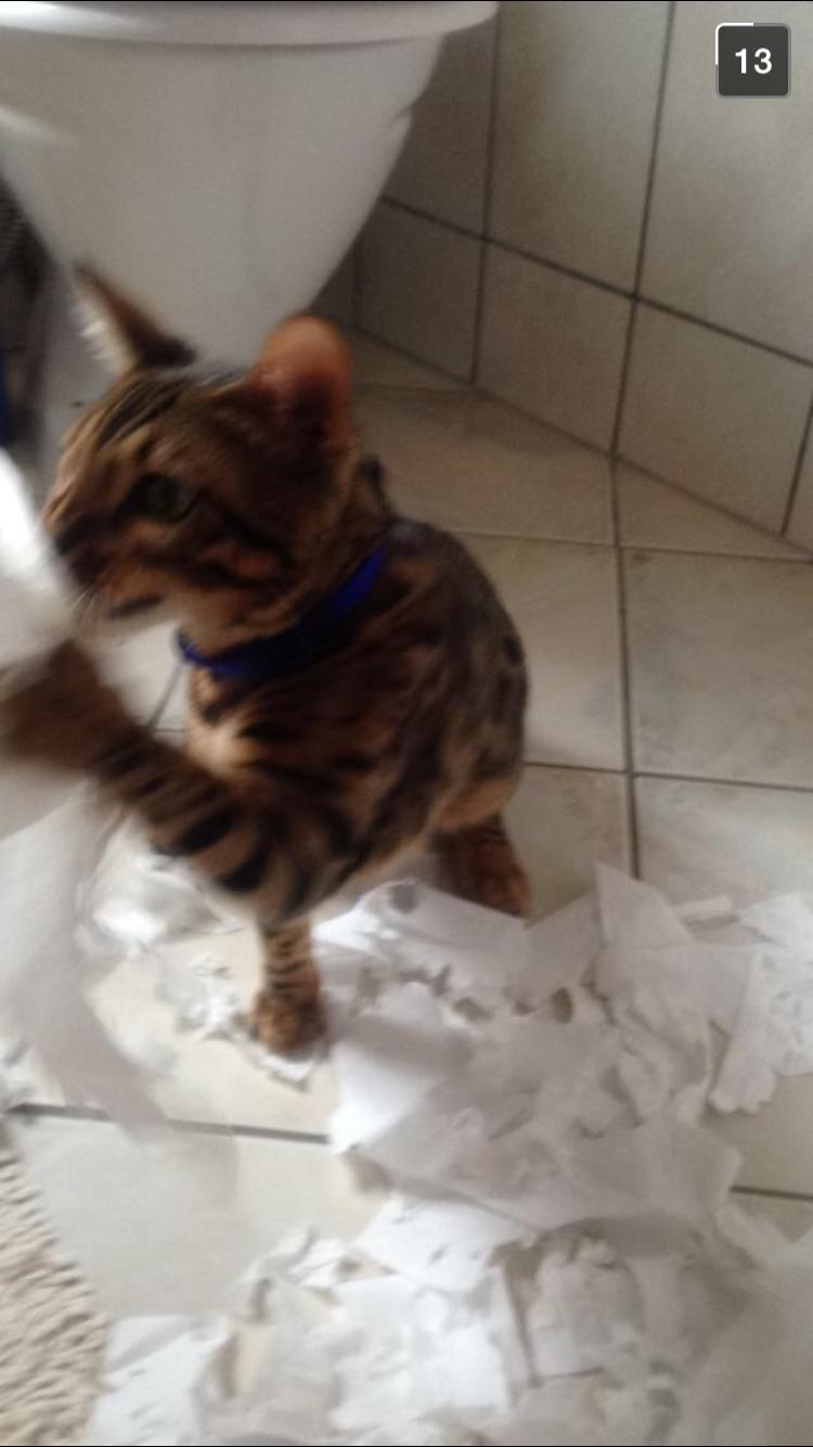Bengal Bobbi billede 14