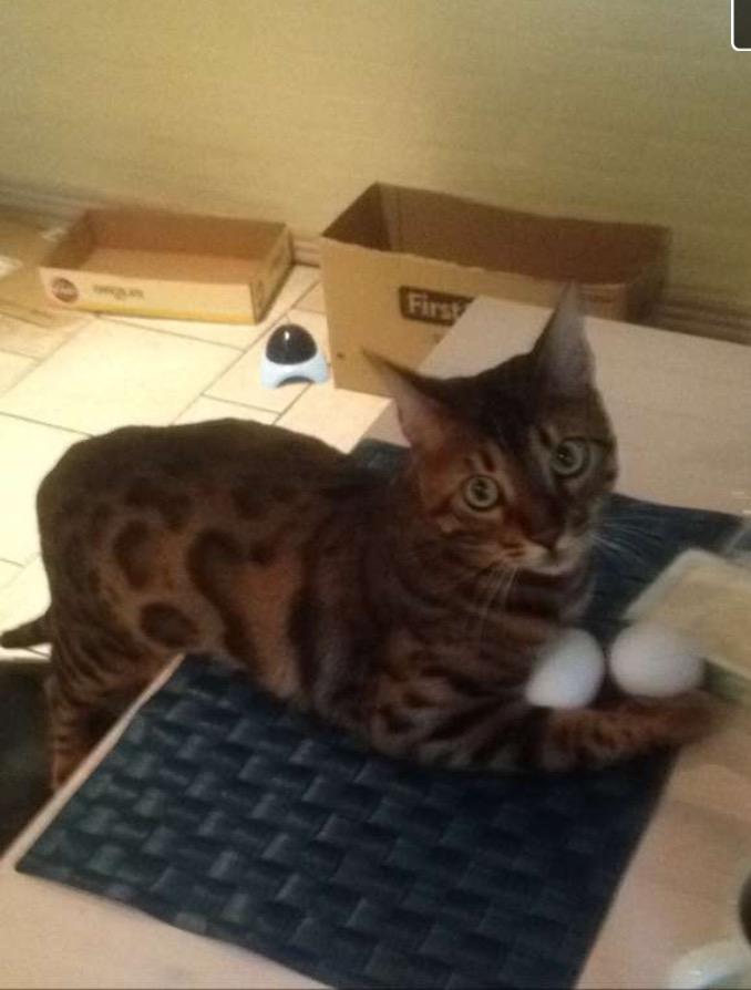 Bengal Bobbi billede 21