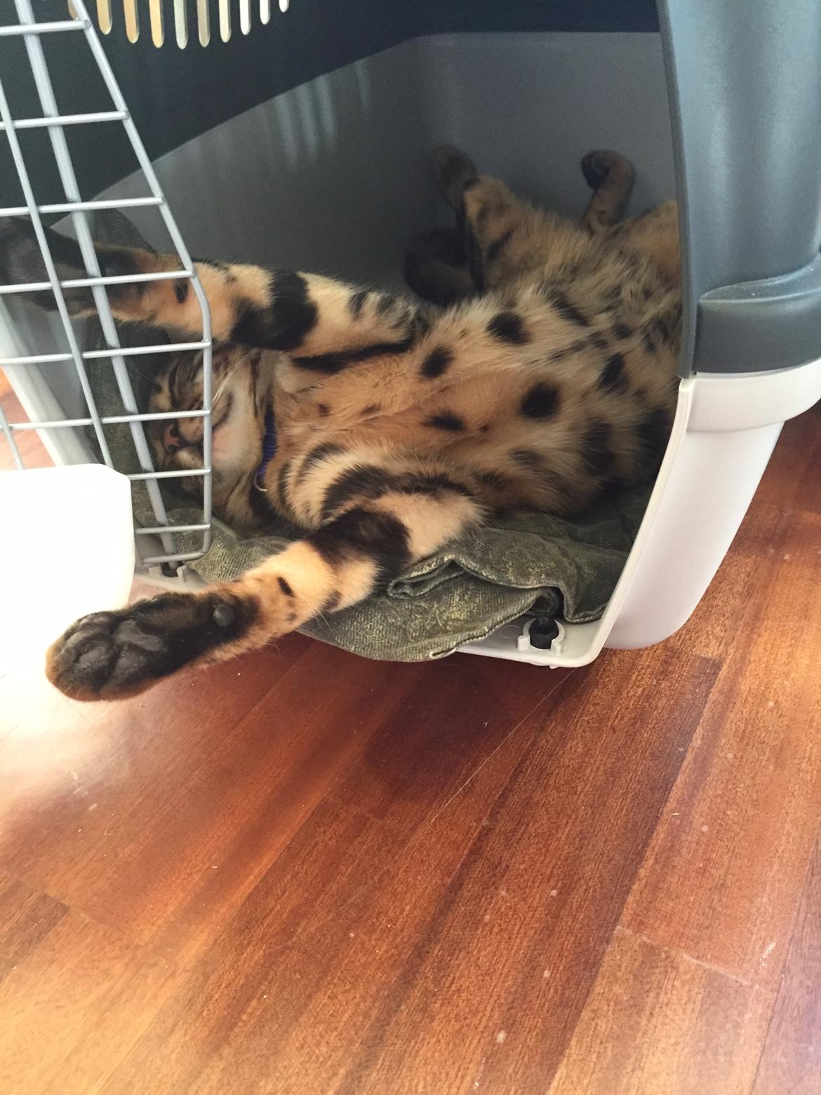 Bengal Bobbi billede 23