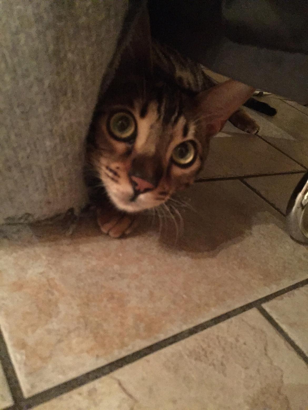 Bengal Bobbi billede 15
