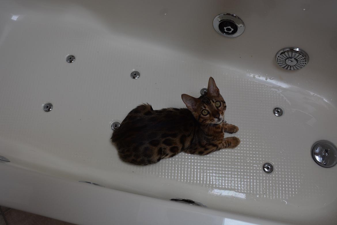 Bengal Bobbi billede 16