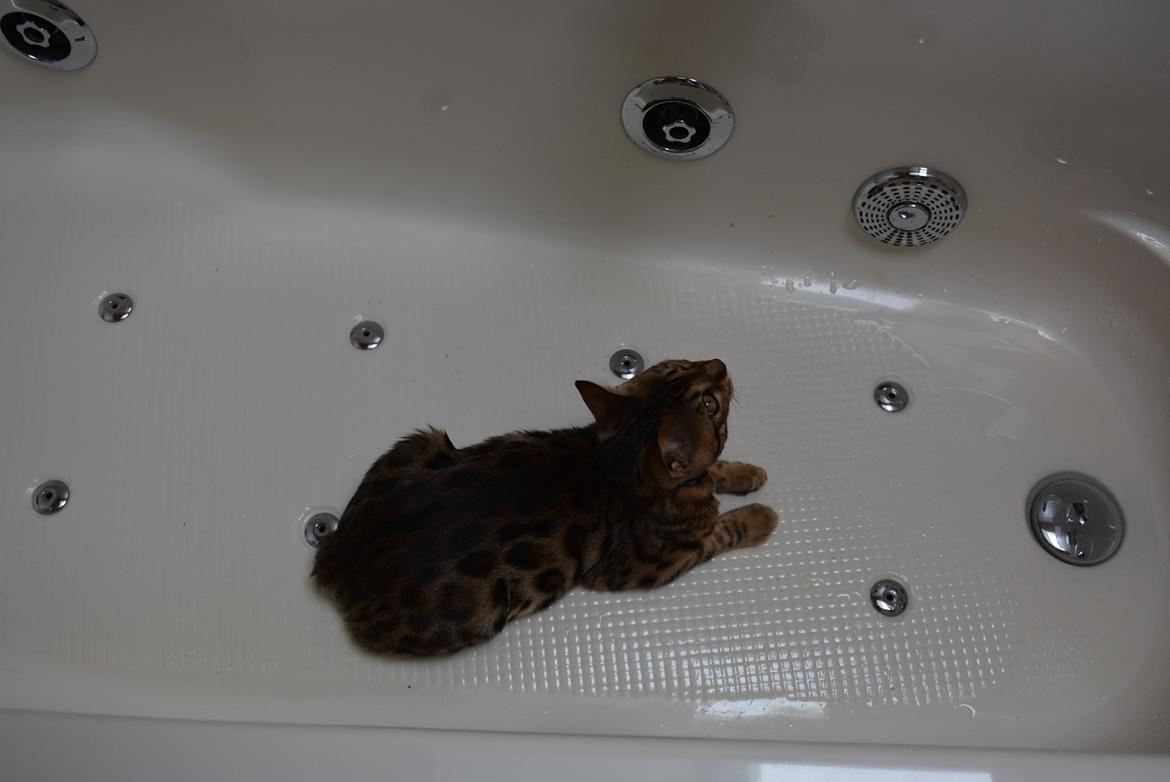 Bengal Bobbi billede 17