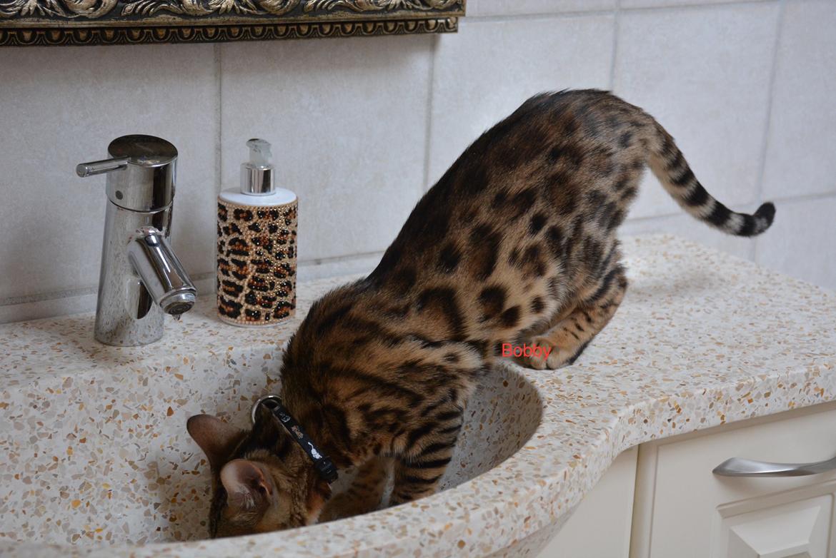 Bengal Bobbi billede 8