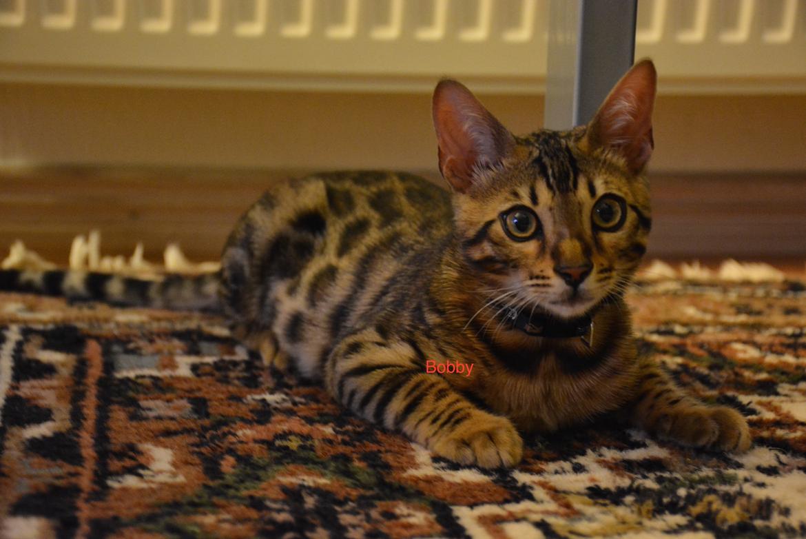 Bengal Bobbi billede 18