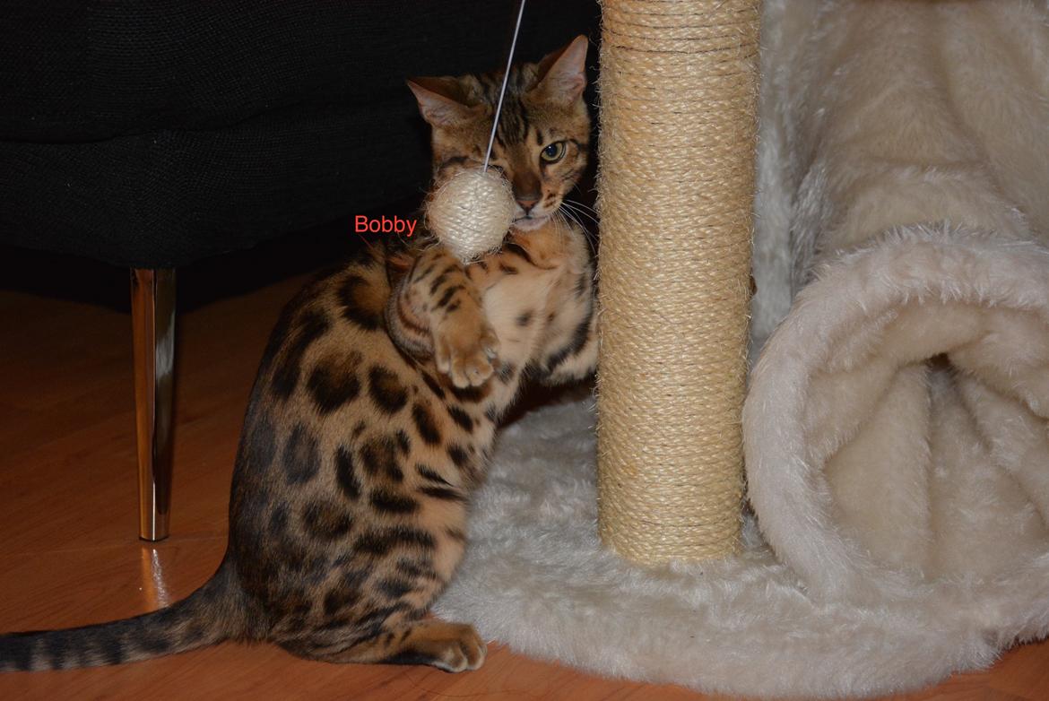 Bengal Bobbi billede 19