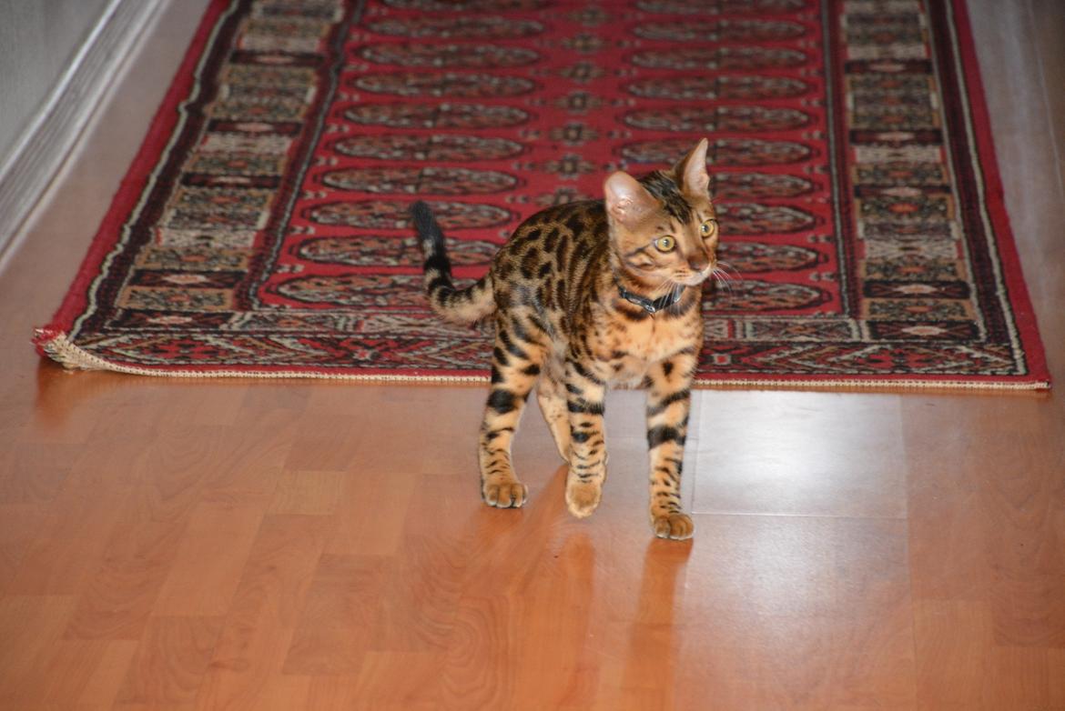 Bengal Bobbi billede 20