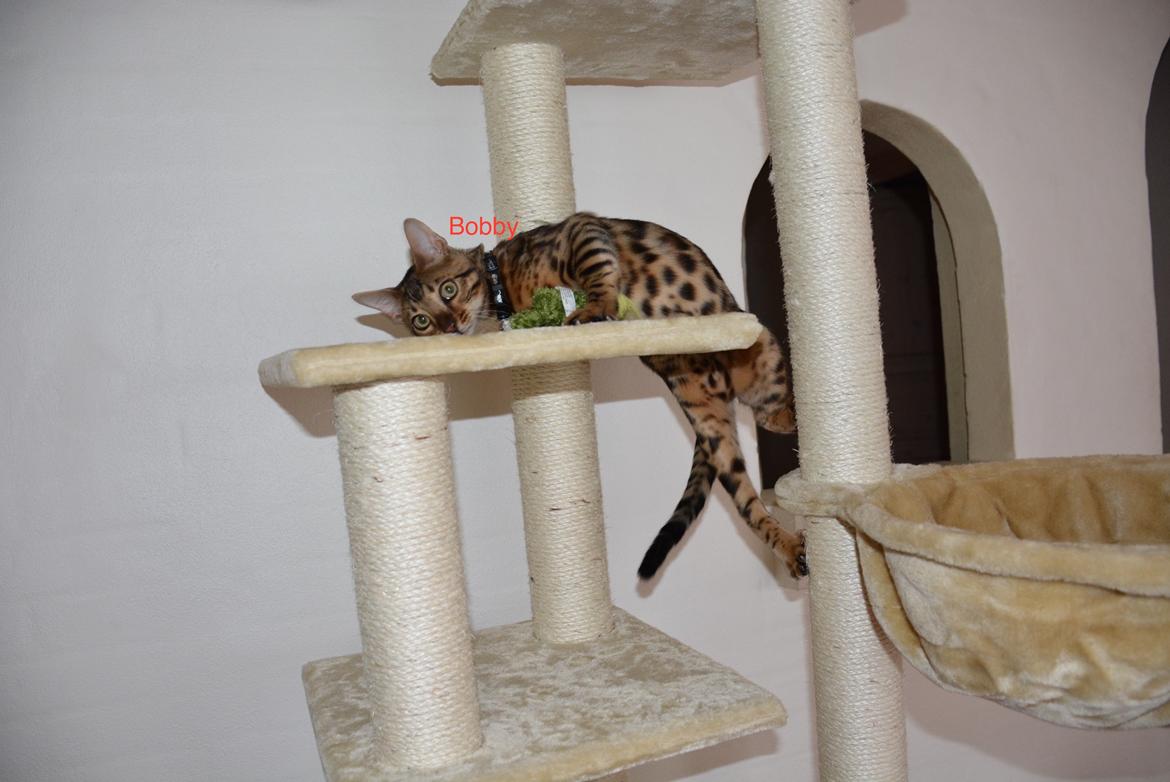 Bengal Bobbi billede 22