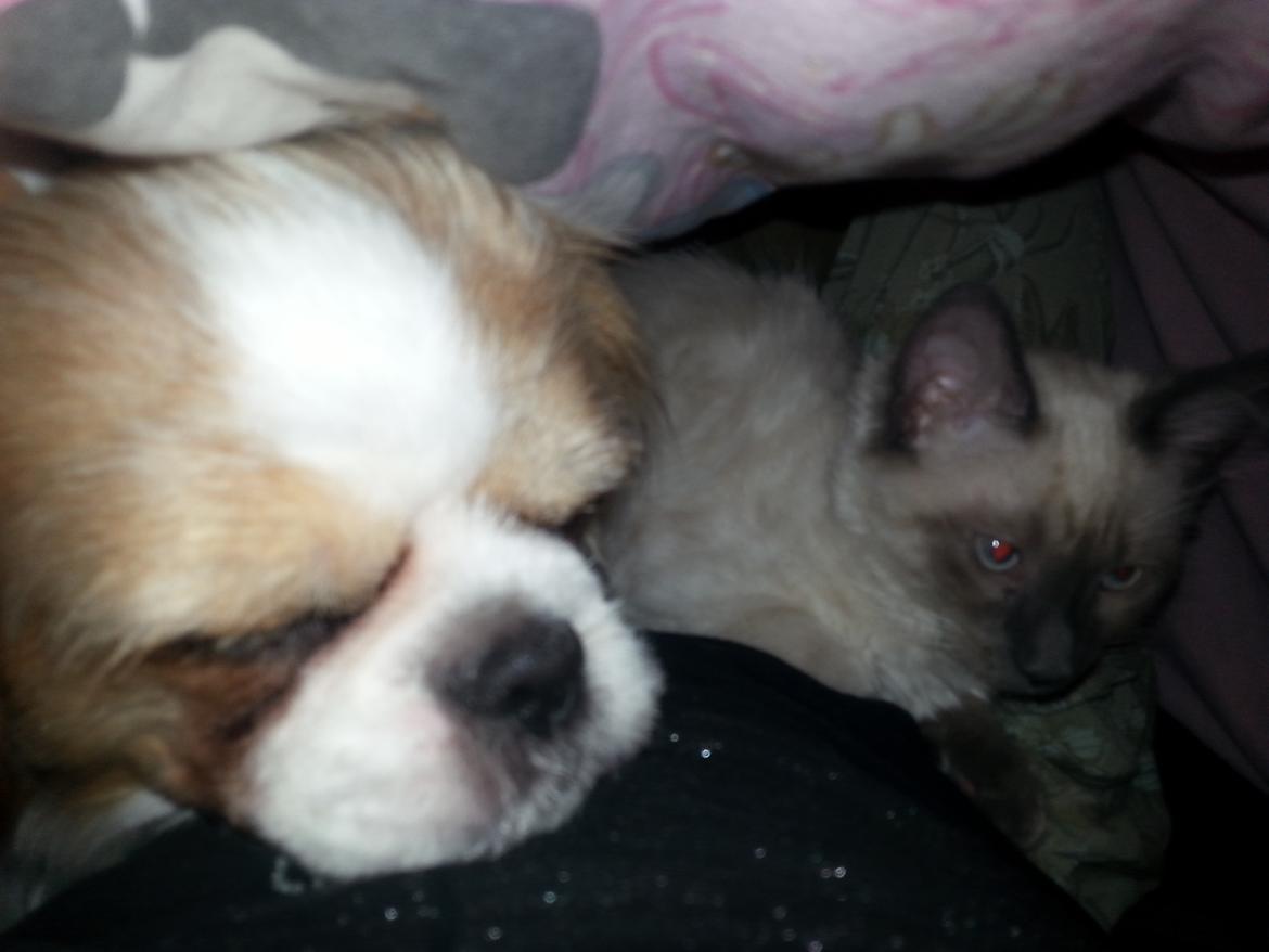 Blanding af racer Buzz Lightyear billede 2