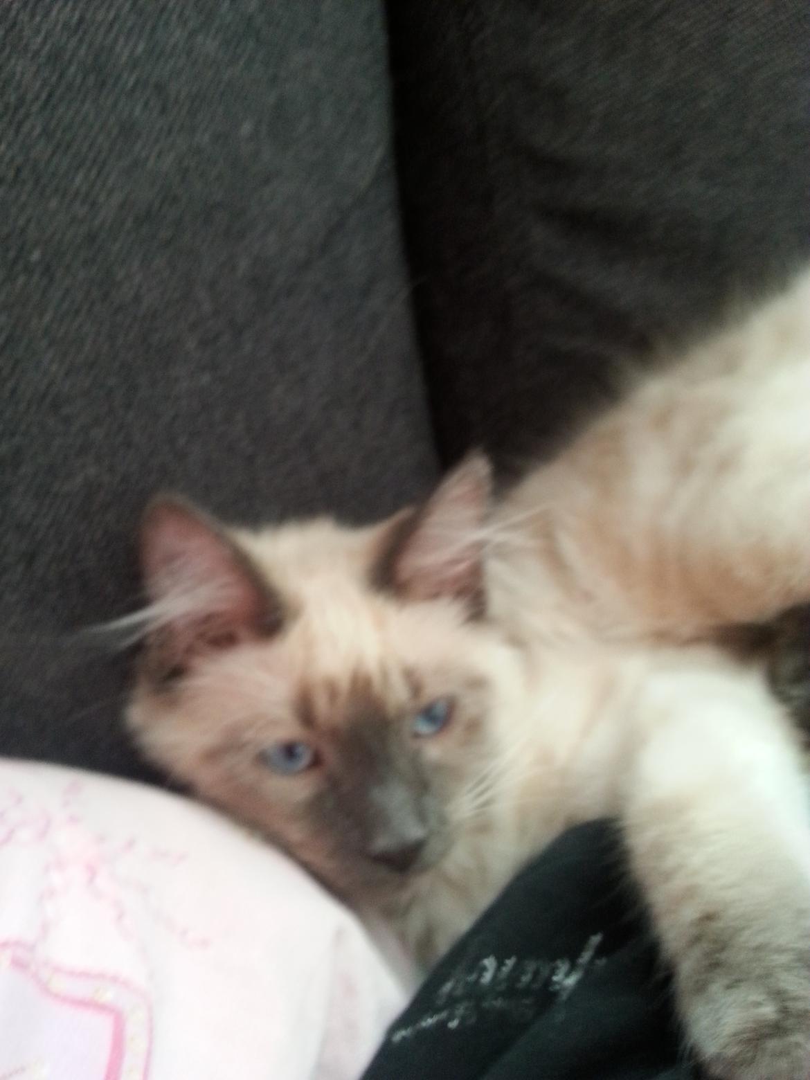 Blanding af racer Buzz Lightyear billede 4