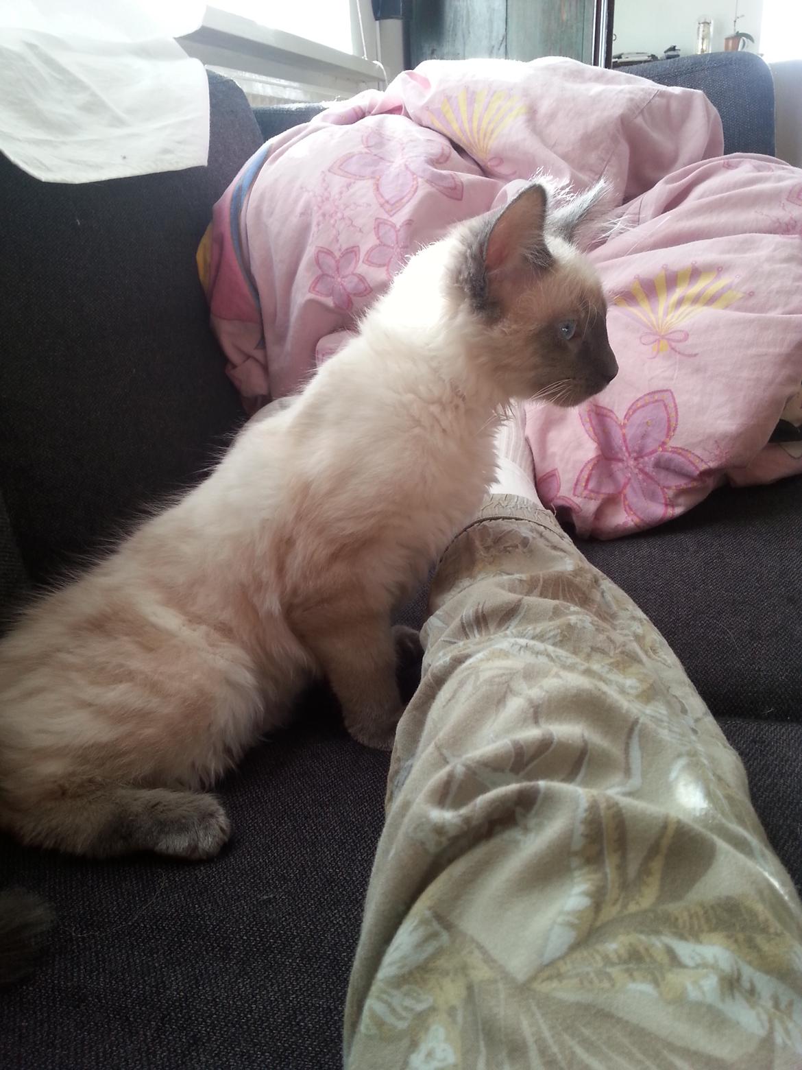 Blanding af racer Buzz Lightyear billede 5