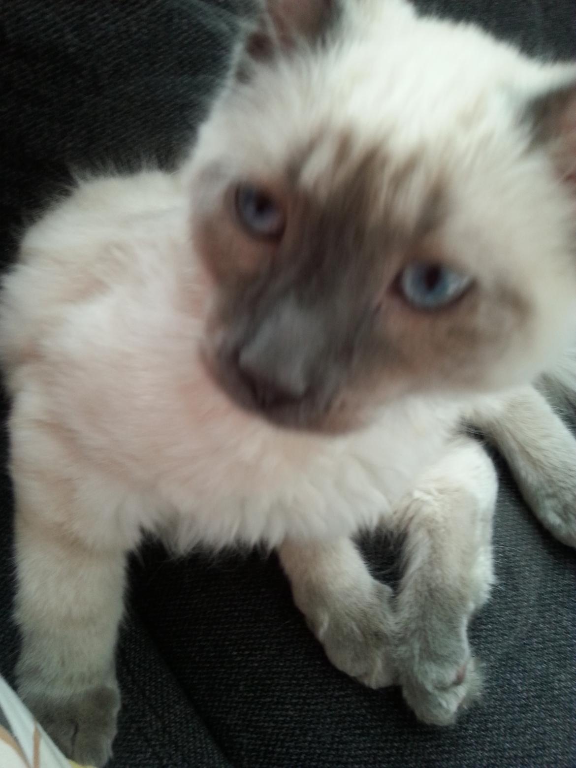 Blanding af racer Buzz Lightyear billede 1