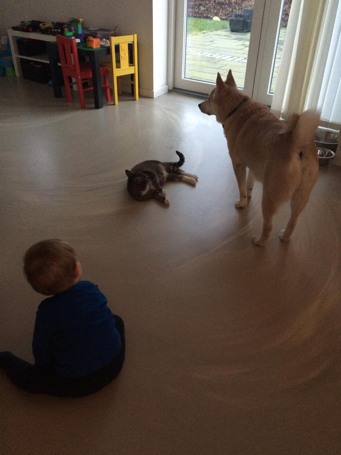 Huskat Thorkild billede 3