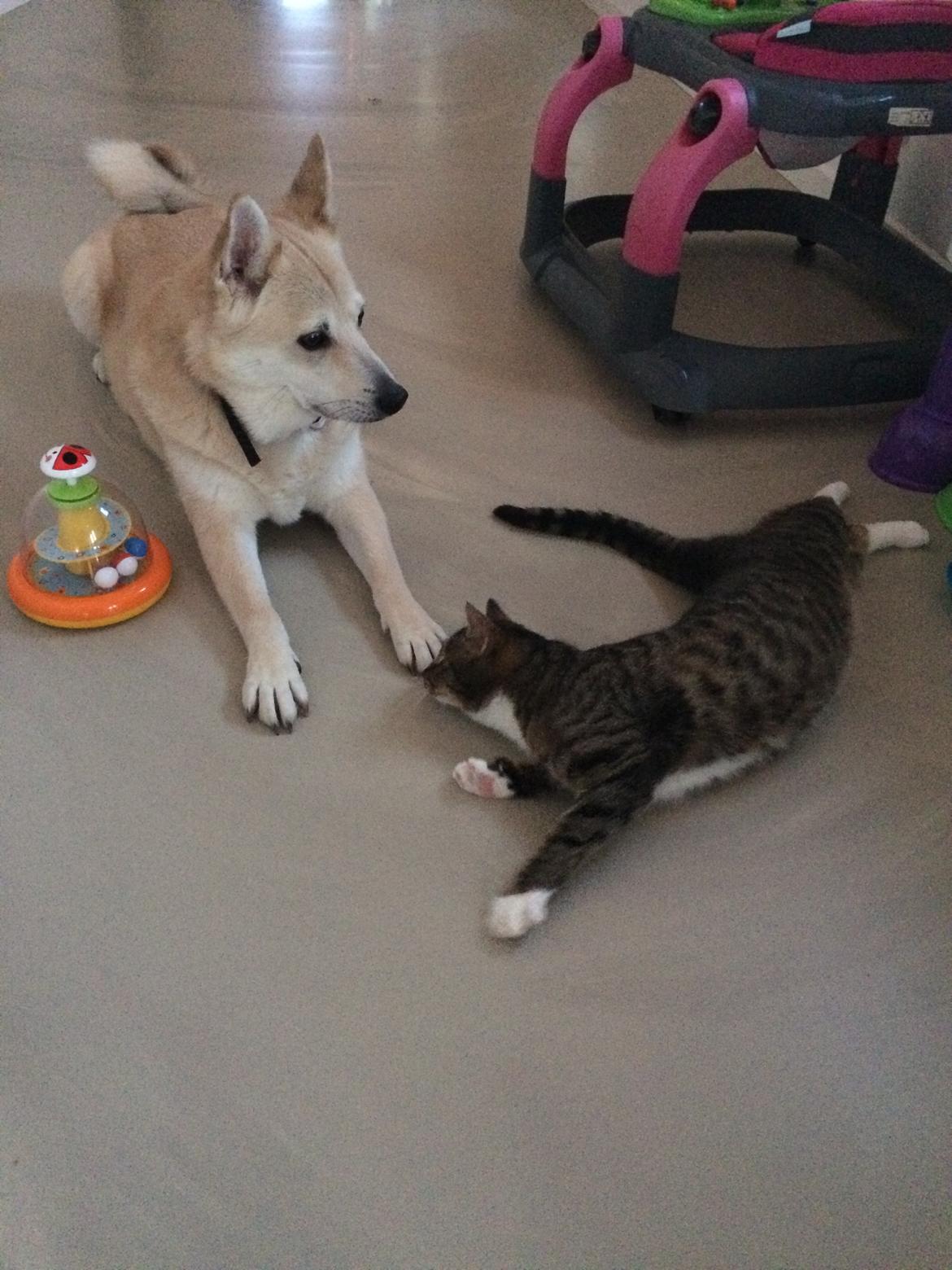 Huskat Thorkild billede 4