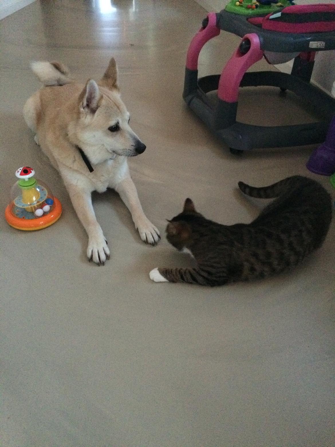 Huskat Thorkild billede 5