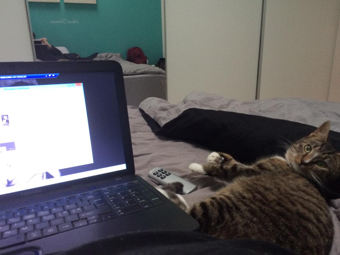 Huskat Thorkild billede 2